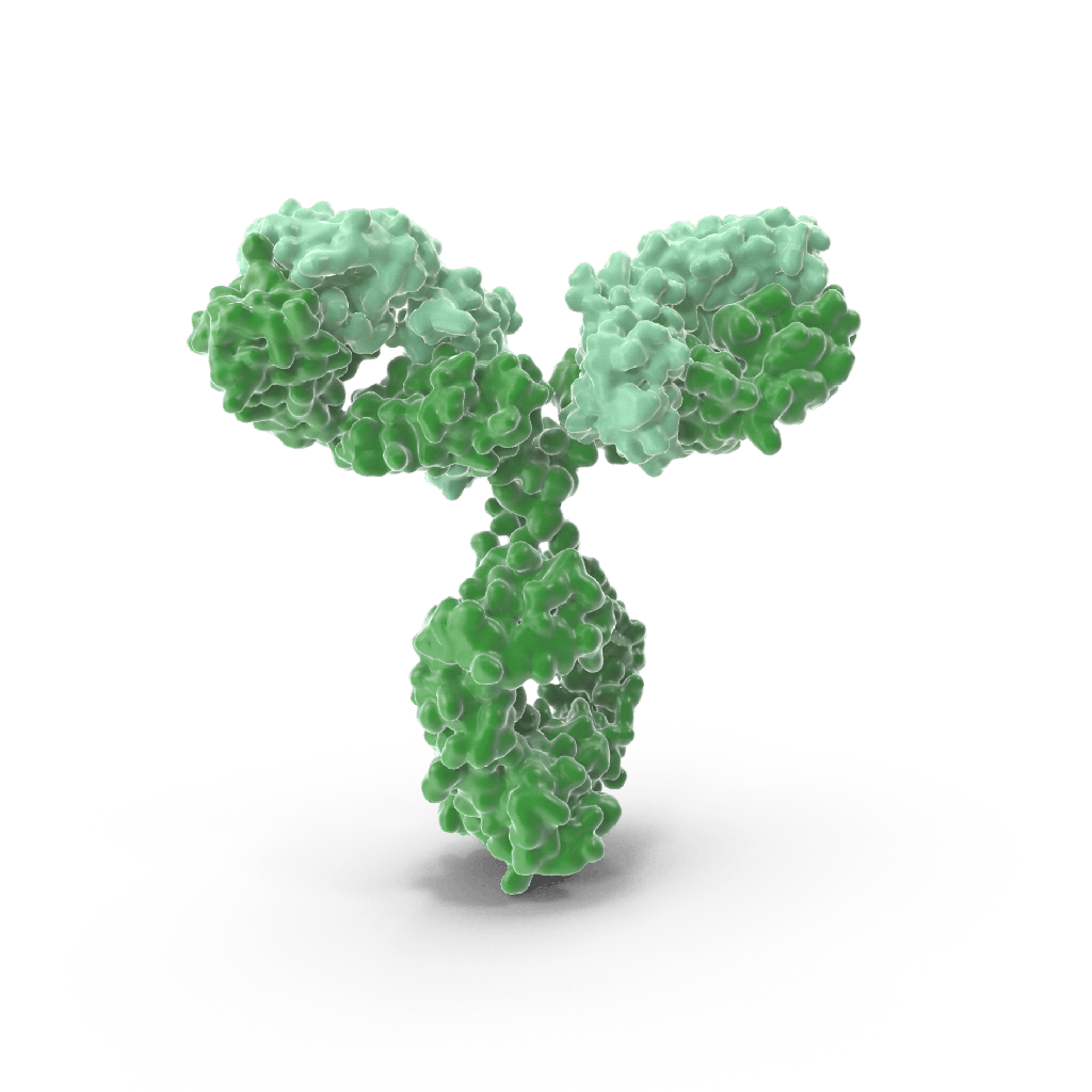 Anti-FAK Rabbit Polyclonal Antibody - 100 μL