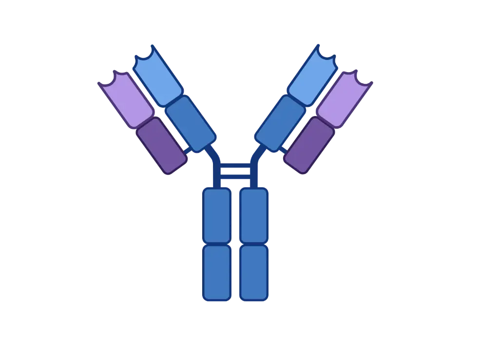 ASB10 Antibody  HRP conjugated   