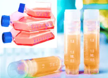 Immortalized Human Preadipocytes