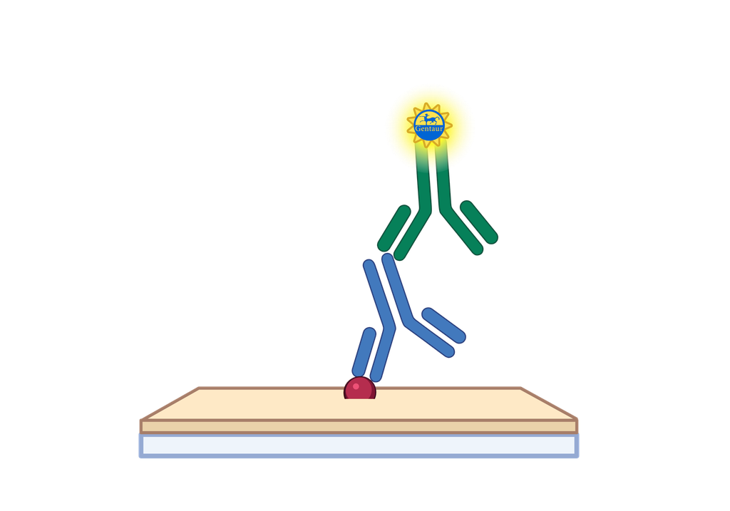 Thyroid Stimulating Hormone (TSH) SA ELISA